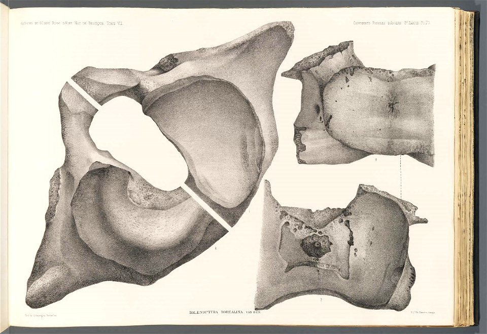 n133_w1150