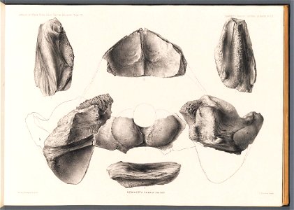 n55_w1150