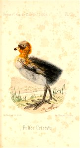 n496_w1150