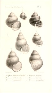 n526_w1150