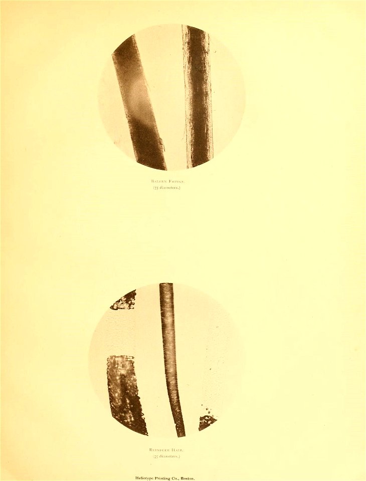 n42_w1150