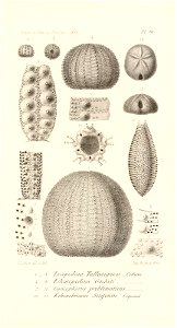 n520_w1150