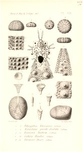 n516_w1150