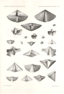 n306_w1150