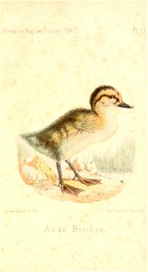 n494_w1150