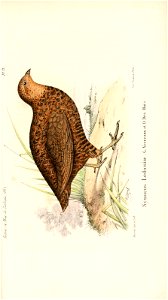 n538_w1150