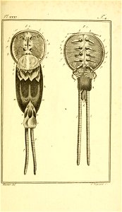 n894_w1150