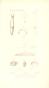 n550_w1150