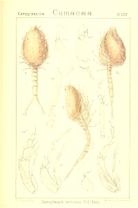 n258_w1150