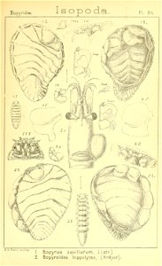 n452_w1150