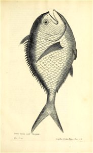 n656_w1150