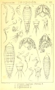 n484_w1150
