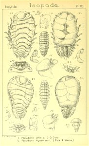 n455_w1150
