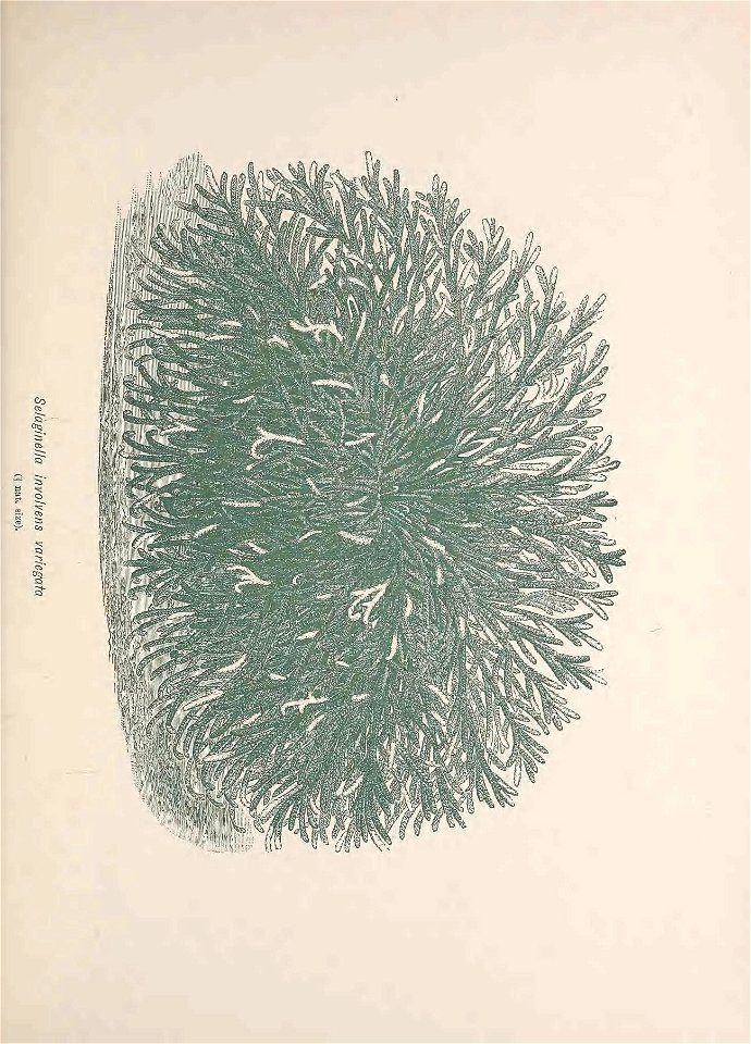n438_w1150