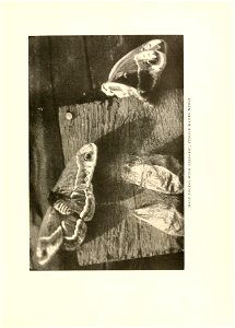 n146_w1150