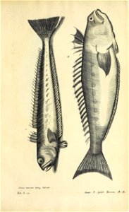 n580_w1150