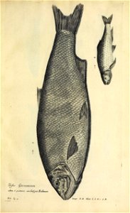 n516_w1150