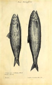 n458_w1150