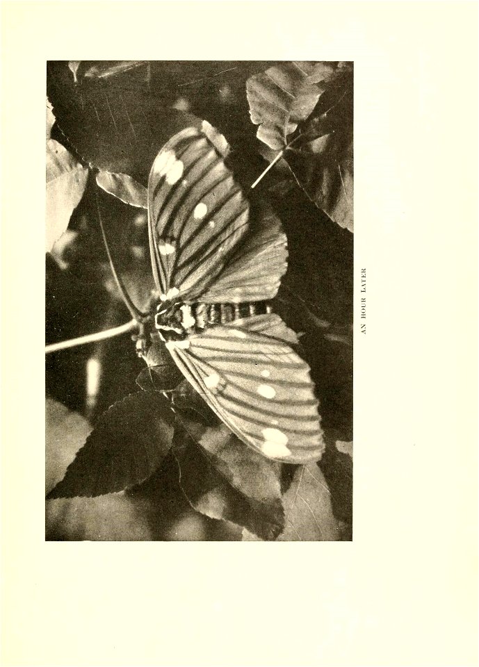 n386_w1150