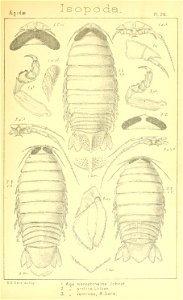 n336_w1150