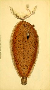 n570_w1150