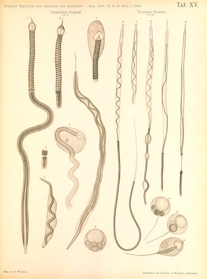 n212_w1150