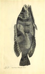 n676_w1150