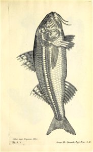 n576_w1150