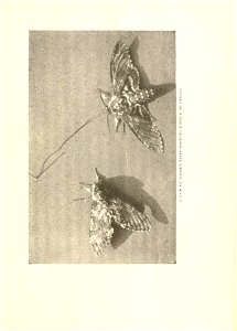 n292_w1150