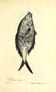 n654_w1150