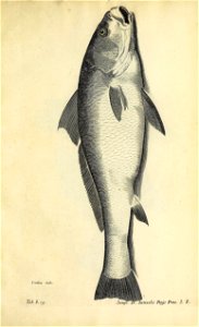 n598_w1150