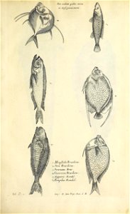 n442_w1150