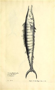 n376_w1150