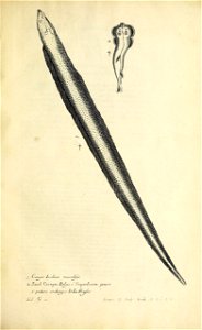 n212_w1150