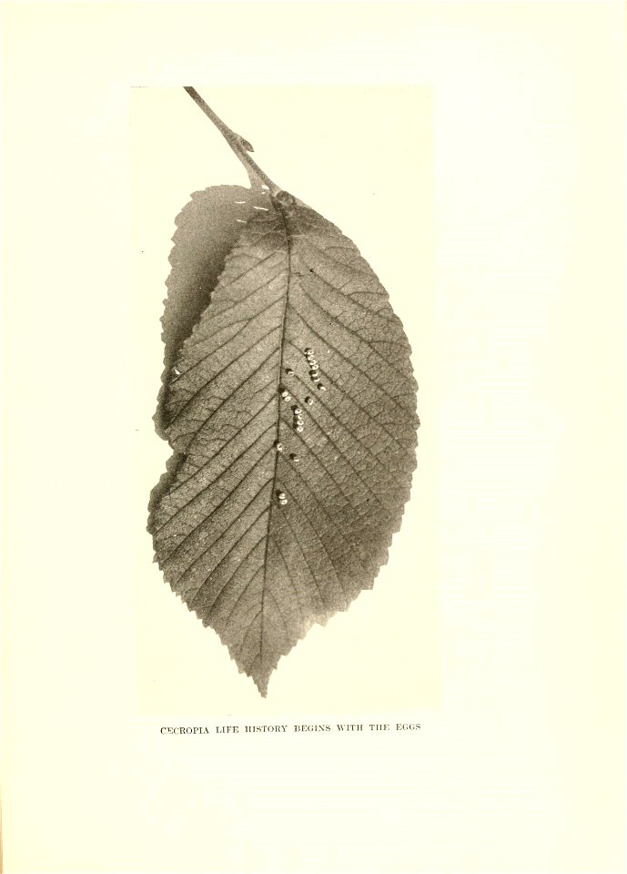 n116_w1150