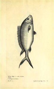 n652_w1150