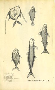 n596_w1150