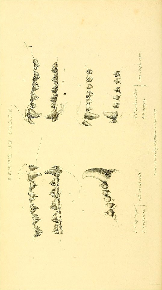 n633_w1150