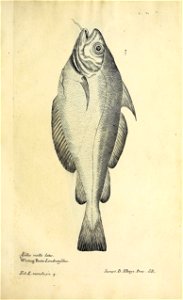 n350_w1150