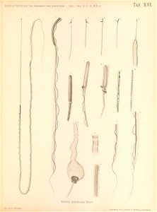 n216_w1150