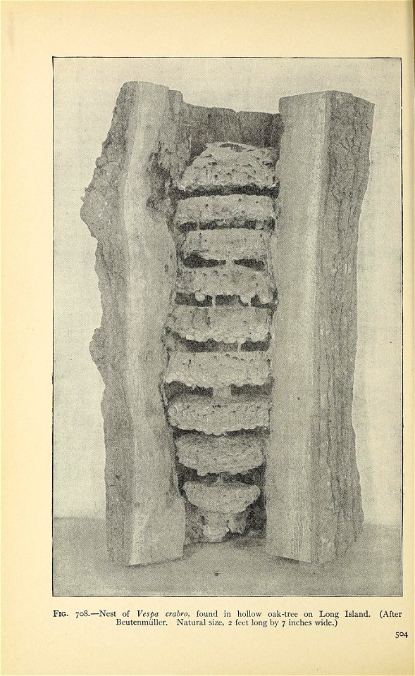n565_w1150
