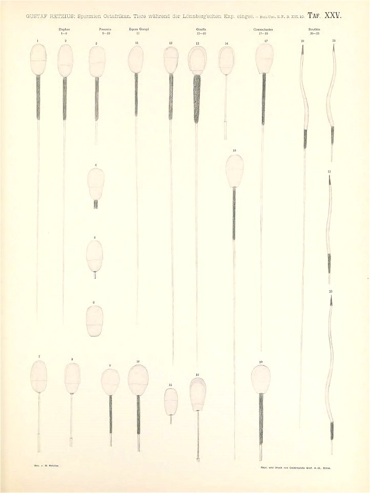n208_w1150