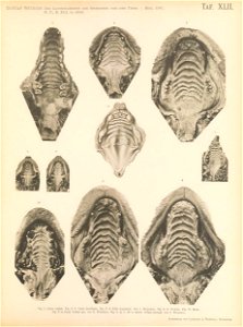 n272_w1150