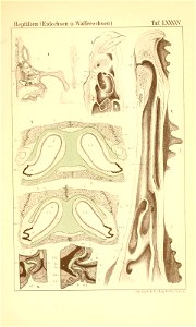 n1152_w1150