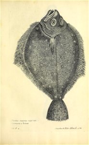 n170_w1150