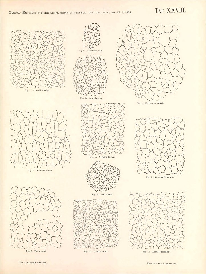 n198_w1150