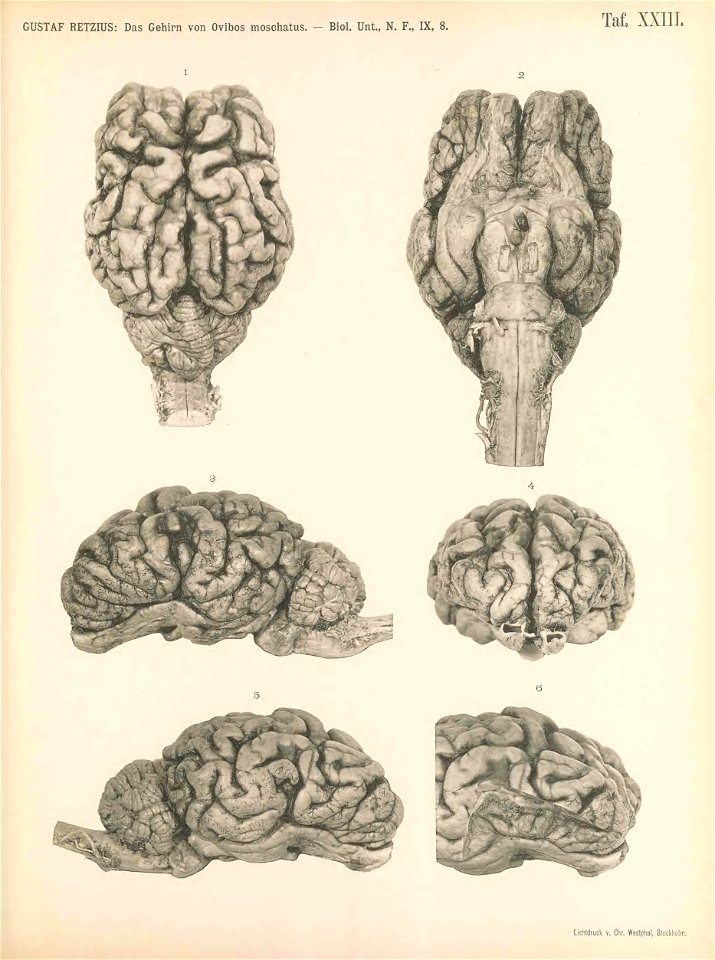 n218_w1150