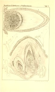 n1172_w1150