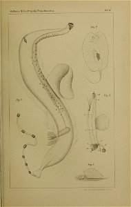 n1178_w1150