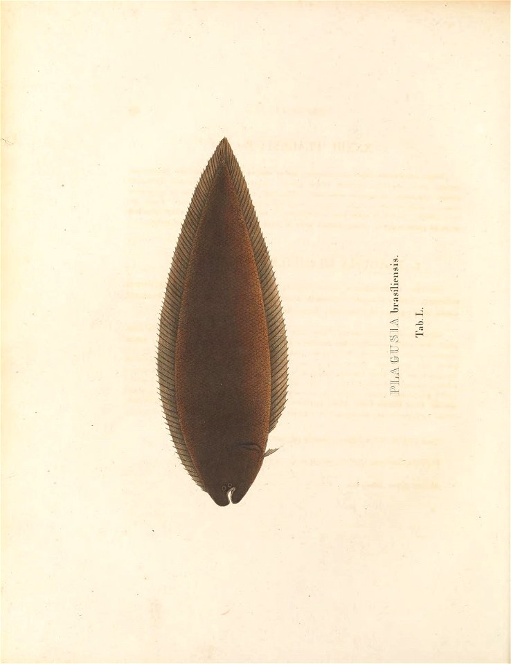 n265_w1150